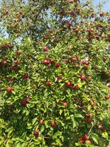 thumb IMG 20180802 WA0001